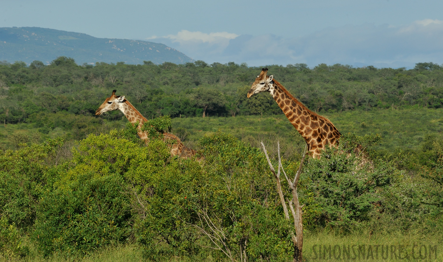 Giraffa giraffa giraffa [300 mm, 1/800 sec at f / 13, ISO 800]